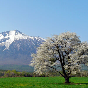 上坊一本桜と岩手山 (2)