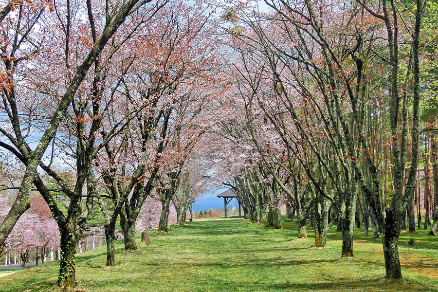 県民の森の桜並木