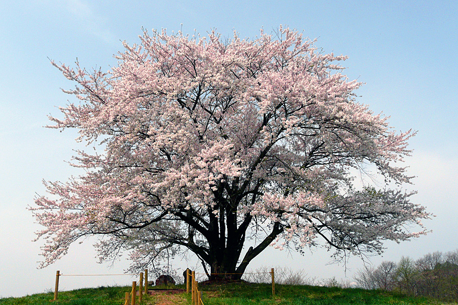 為内の一本桜