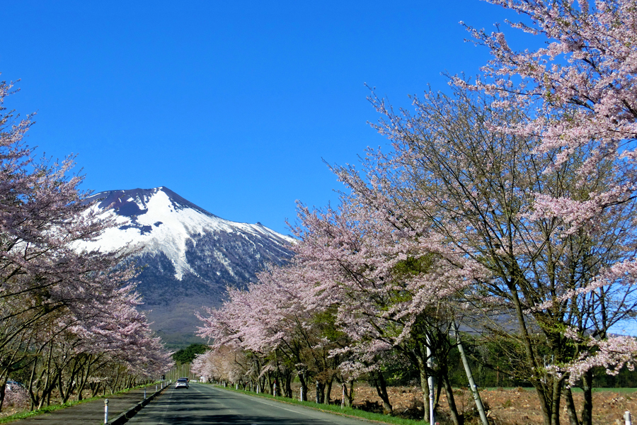 県道233号線の桜並木