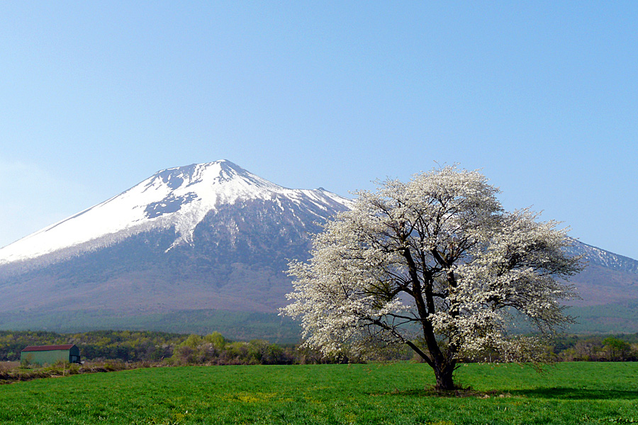 上坊の一本桜