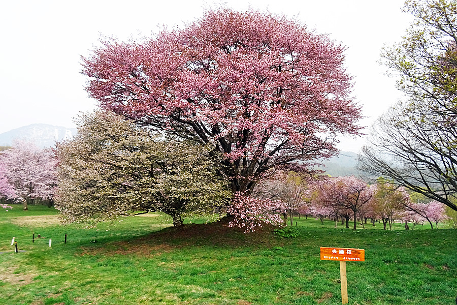 県民の森の夫婦桜
