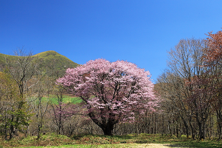 七時雨　田代の一本桜