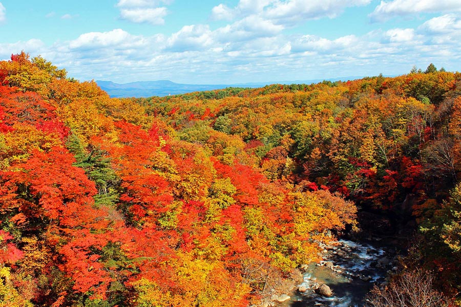 森の大橋からの紅葉